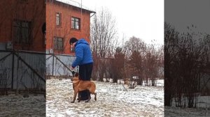 Тренировка щенка малинуа 4 месяца. 11 занятие.