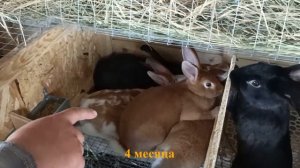 Александр Мишин. Подопытные кролики - Результативность вихревых методов (05.07.2023)