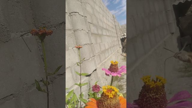 Самая маленькая птица Калибри в Караколе смотреть онлайн