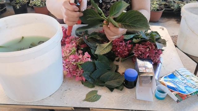 Как черенкую гортензию  Сроки черенкования
