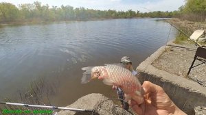 РЫБАЛКА НА ФИДЕР И ФЛЭТ НА ТЕЧЕНИИ.  ПОГОДА , КАК ВСЕГДА, ПРОТИВ НАС !