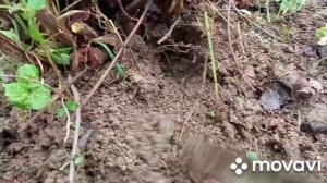 Спирея Березолистная каскадная!Обрезка!