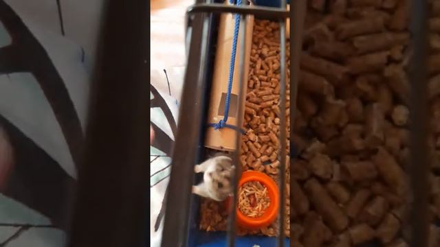 🐹🐹🐹 ПУШИСТЫЙ ДЖУНГАРСКИЙ ХОМЯЧЕК. ДОМИК ДЛЯ ХОМЯЧКА. КУШАЕМ.