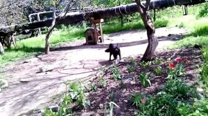 Лающий пёс на цепи, привязанный к будке