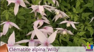 Clématite alpina Willy - Pépinières TRAVERS - Spécialiste des plantes grimpantes