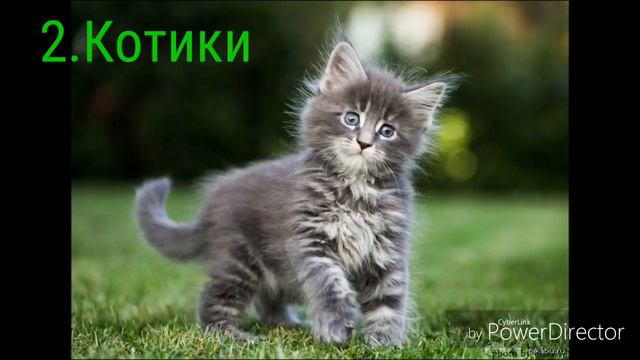 Топ 5 моих любимых животных! смотреть онлайн