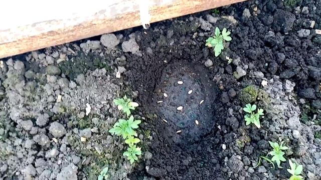 Посадка в Теплицу Дыни "МЕДОВАЯ СКАЗКА"   Очень Вкусная Сладкая.   15 мая 2022г.