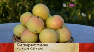 Сорта яблони советских селекционеров. Часть - 1.