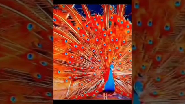 Редкие виды павлинов/Не поверишь пока не увидишь. смотреть онлайн