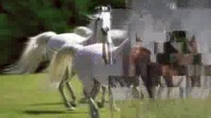 164 Поле ковровое Емелин.mov