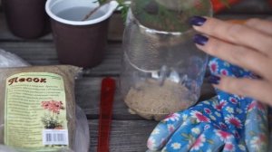 Как правильно укоренять Тую ✔️ Черенкование Туи