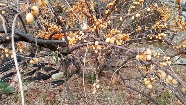 Облепиха крушиновидная. Природный мультивитаминный комплекс.