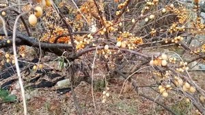 Облепиха крушиновидная. Природный мультивитаминный комплекс.