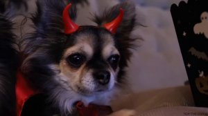 SPOOKY HALLOWEEN! - Topi the Corgi