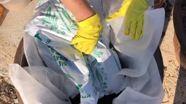 Спирея японская ? как вырастить  в кашпо ? спирея японская как кадочная культура
