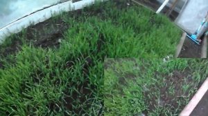 НЕТ НАВОЗА? СЕЙТЕ ОЗИМУЮ РОЖЬ ПОД ЗИМУ. НАШ ПРИОБРЕТЕННЫЙ ГОДАМИ ОПЫТ