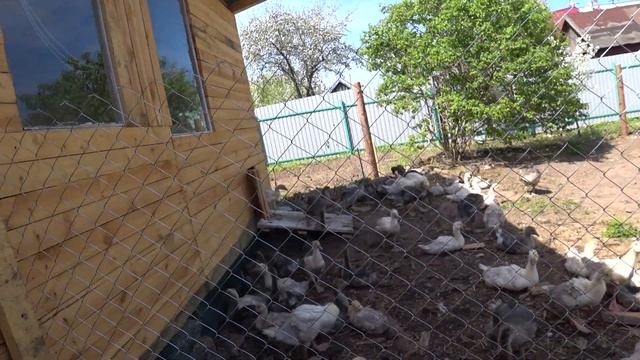 Гусята и уточки. Изменения на участке. Пополнение гусями. смотреть онлайн