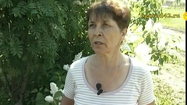 Непонятные черные мухи в саду: ктыри