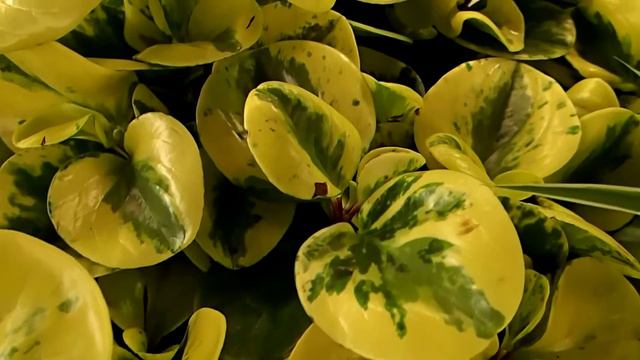 peperomia смотреть онлайн