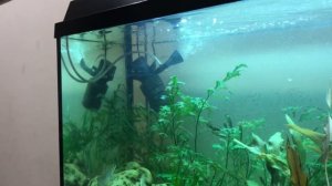 Окунь, карась и карп кои в аквариуме / аквариум с пресноводными рыбами