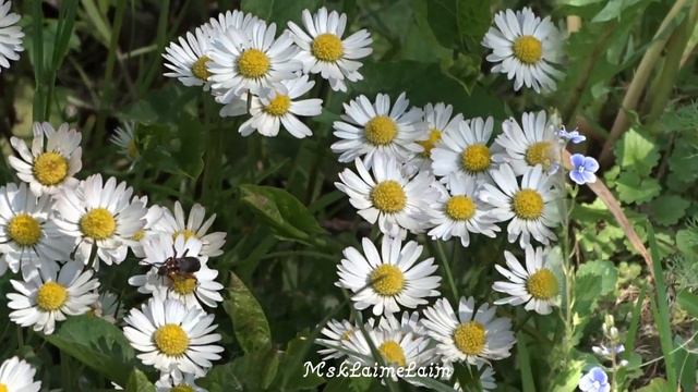 Без 5 минут лето смотреть онлайн