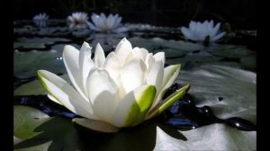 Аудиобиблия. Евангелие от Марка. Глава 13