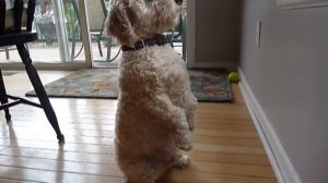 Cockapoo hunting squirrel