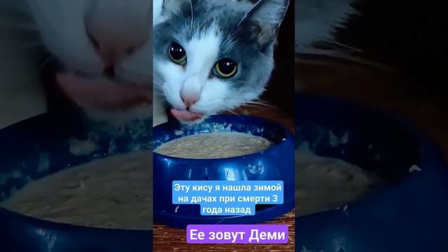 Пожалуйста, не оставляйте кошек на дача #питомцы #санктетербург #animalrescueed  (1)