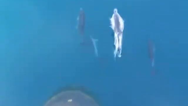 дельфины/dolphins смотреть онлайн