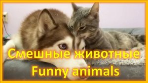 Не могу остановить смех! 😹😻 Смешные животные. Funny animals