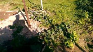 Ежевика, сорта: Прайм Арк Фридом; Блек Меджик; Трипл Краун; Лох Тей; Кийова и Полар. 19.09.17.