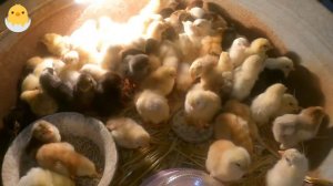 Вылупление цыплят на 19 день инкубации🐣. Hatching of chickens on the 19th day of incubation.