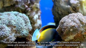Китайский трионикс: особенности ухода за черепахой
