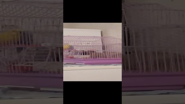 штрих масик