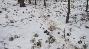 Как поставить петли на зайца. Все показываю и расказываю.