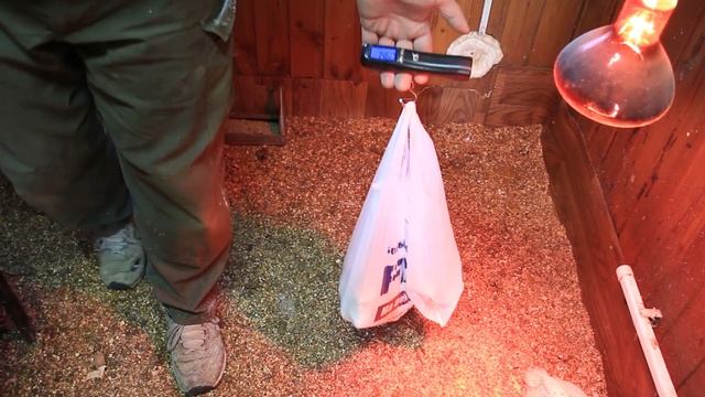 Бройлеры в 30 дней. Их вес, при содержании на подстилке. смотреть онлайн