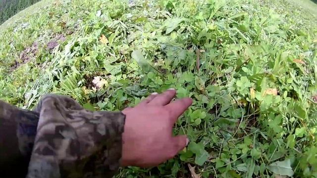 22 июля 2022. Дорога. Обзор сенокоса , участка с подсеяным клевером и внесеным навозом. смотреть онлайн