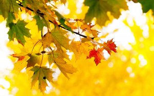 Листья жёлтые