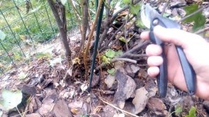 ОБРЕЗКА СМОРОДИНЫ. Формируем  дерево из взрослого куста. РЕЗУЛЬТАТ..