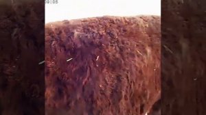 Бык 850 кг. Очередной монстр? продажа быков, коров, телят. Порода Калмыцкая.