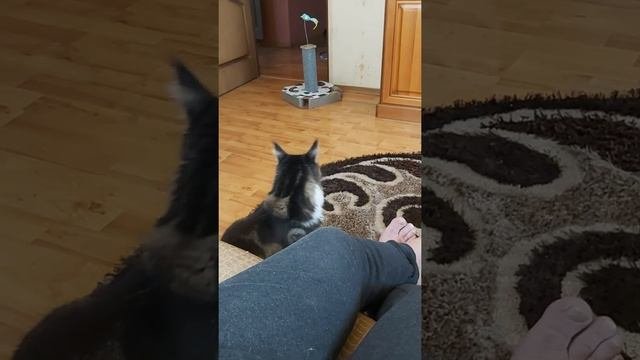 Дрессированный Мэйкун