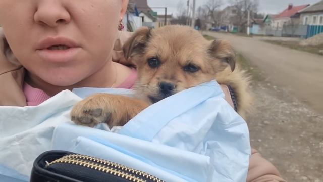 На передержке щенок заболела энтеритом!!! смотреть онлайн