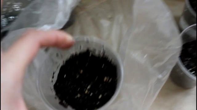 Глориоза. Посев. Всходы. Комнатные растения из семян.__Валентина Земскова.