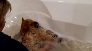 Купание Чау Чау