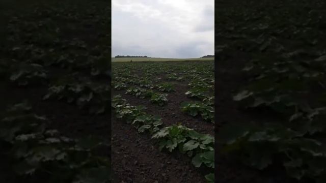 Гарбуз - український багатоплідний смотреть онлайн