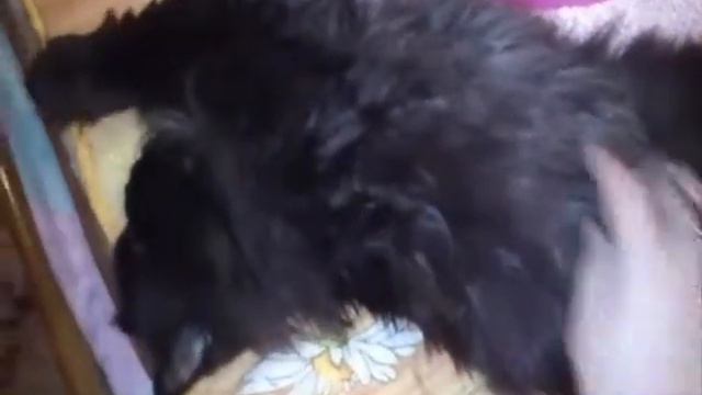 Boo - cute Persian cat смотреть онлайн