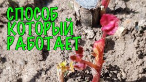 РОЗА ОБРЕЗАНА ДО ПРИВИВКИ! СПАСТИ ЛЕГКО! Готовим ВОЛШЕБНЫЙ ЭЛИКСИР для БЫСТРОГО ВОЗРОЖДЕНИЯ