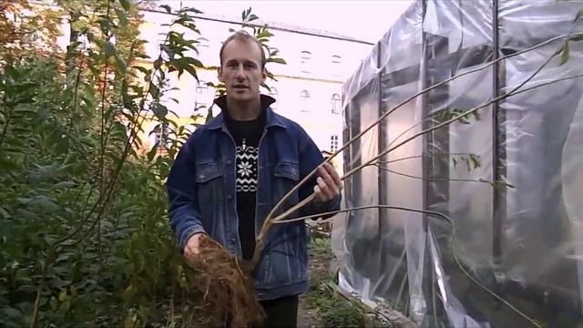 выращивание подвоев косточковых культур.