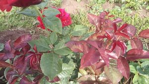 Роза Мохана.