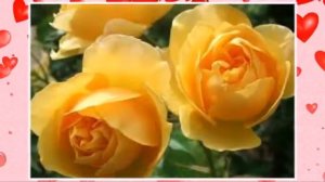 АХ,ЭТИ ЖЁЛТЫЕ РОЗЫ!